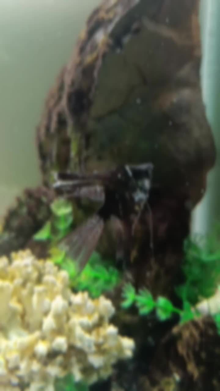 آکواریوم  شیشه خم|ماهی|مشهد, امیر المومنین|دیوار