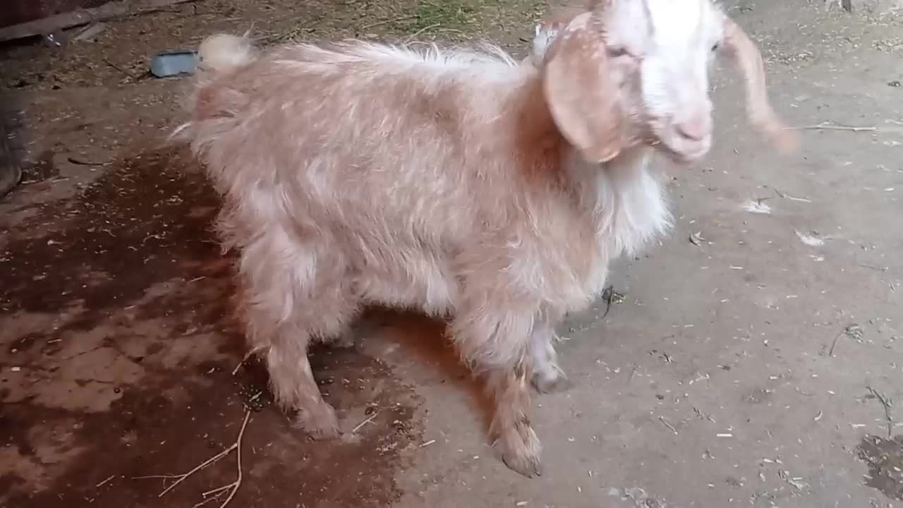 بزغاله ماده چاق برای قربانی|حیوانات مزرعه|تبریز, |دیوار