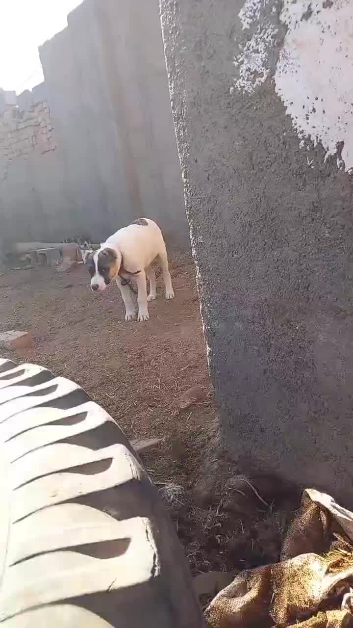 فروشی|سگ|بوئین زهرا, |دیوار