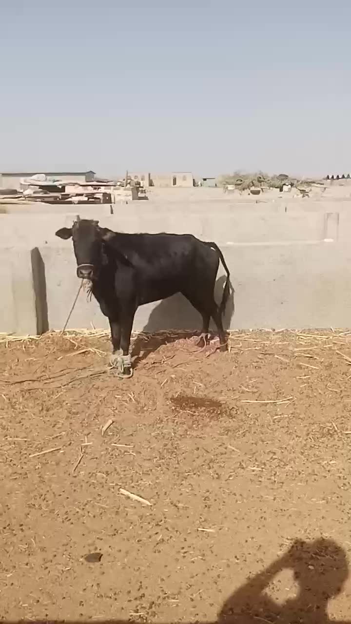 گوساله ماده یک سال و نیم نهبندان|حیوانات مزرعه|بیرجند, |دیوار