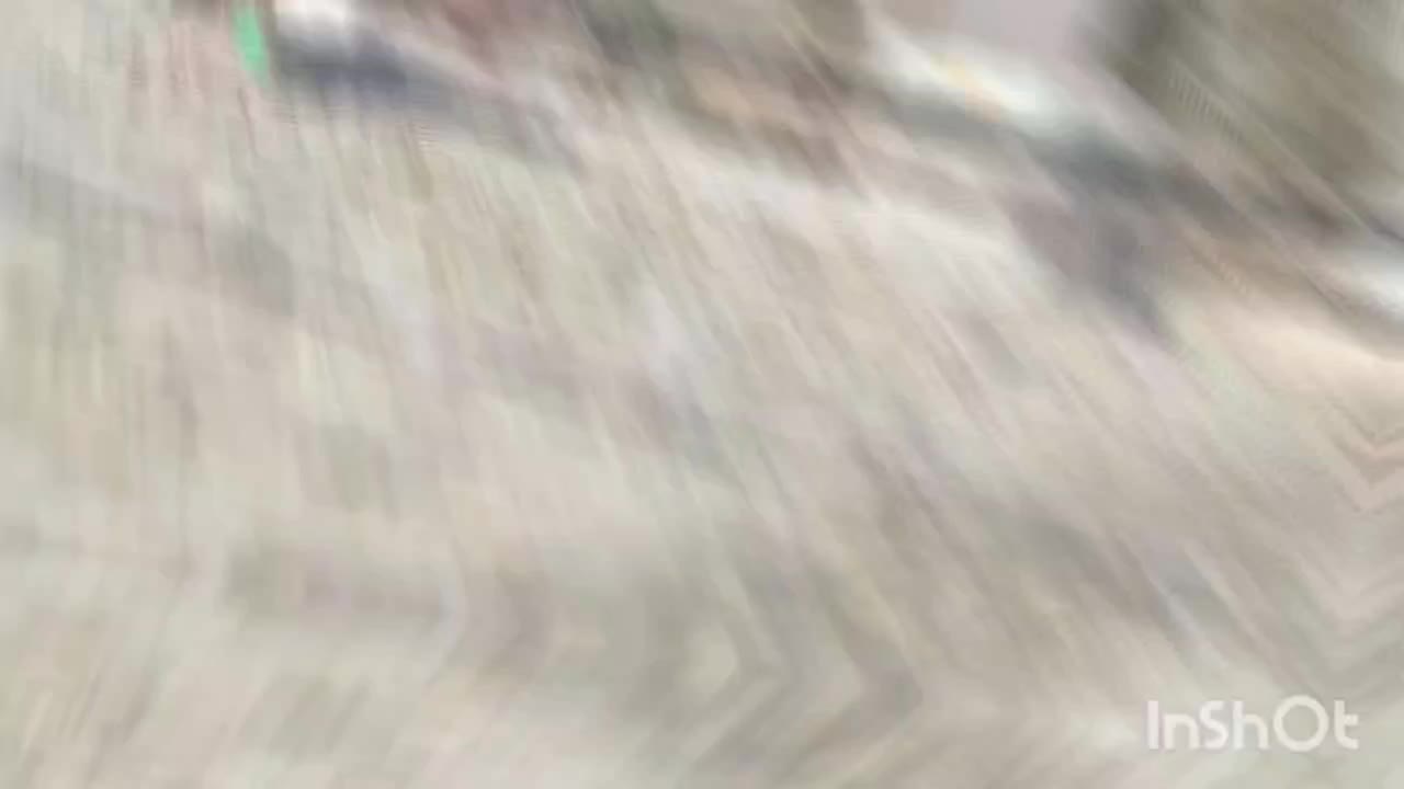 کبوتر نر و ماده|پرنده|فسا, |دیوار