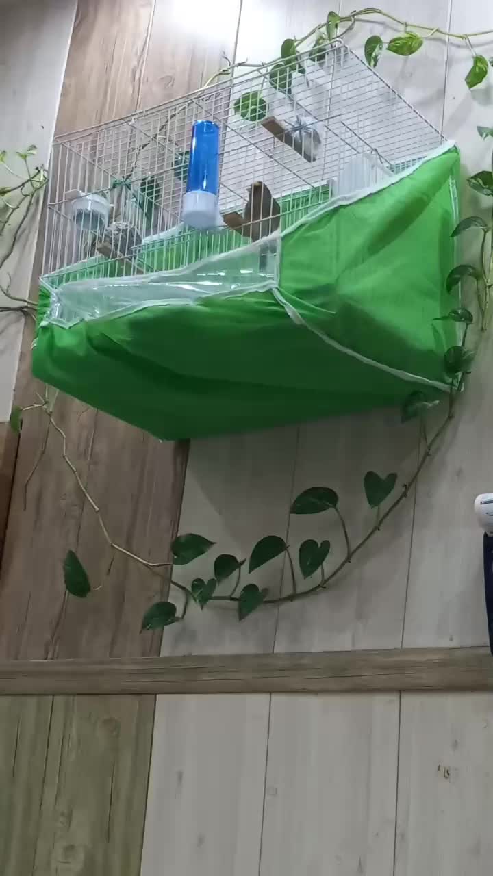 سهره قناری|پرنده|ساری, |دیوار