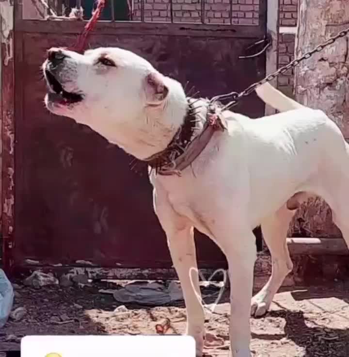 واگذاری سگ درشت سفید خیره نگهبانی|سگ|دماوند, دماوند|دیوار