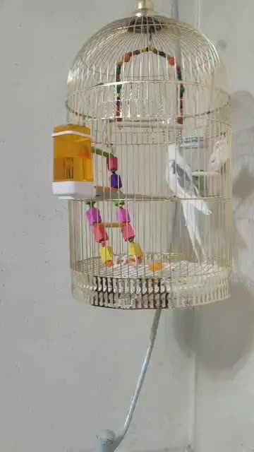 عروس هلندی آلبینو نر|پرنده|رباط‌کریم, رباط‌کریم|دیوار