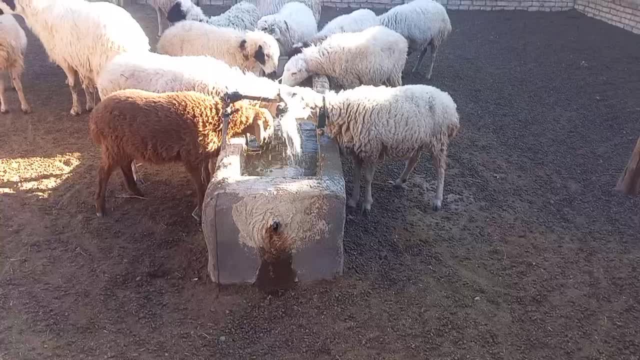 میش وکاور|حیوانات مزرعه|شهرآباد, |دیوار