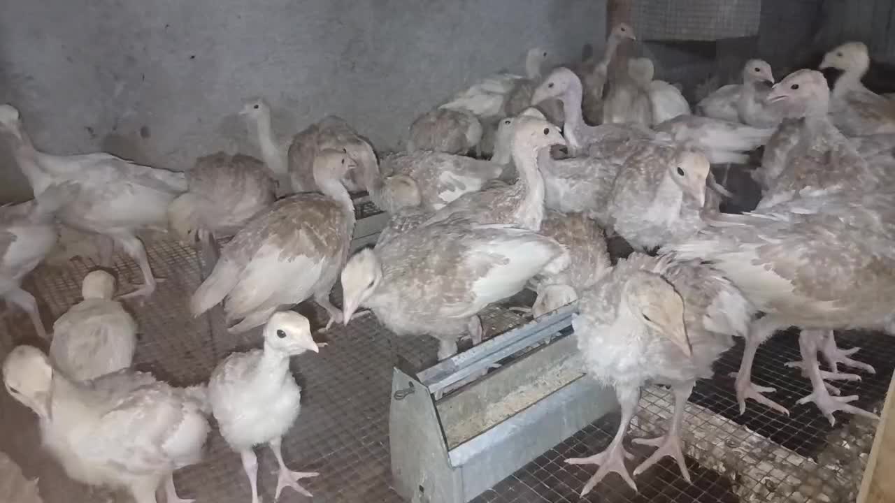 جوجه بوقلمون بوربون ۱ ماهه|حیوانات مزرعه|بندر ماهشهر, |دیوار