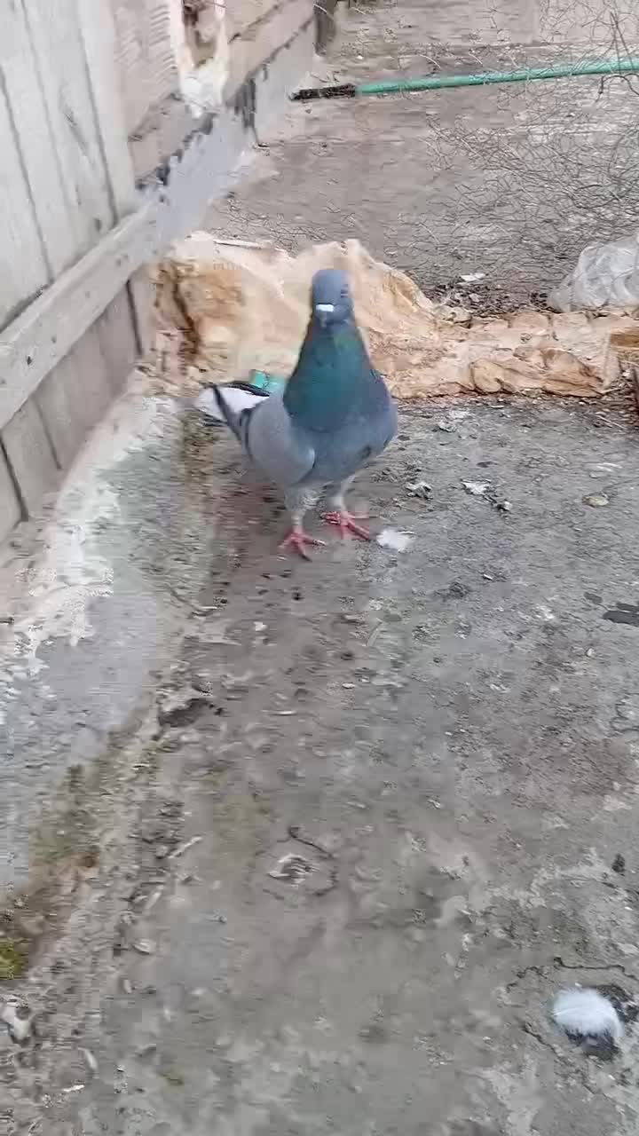 دم سفید|پرنده|هشترود, |دیوار