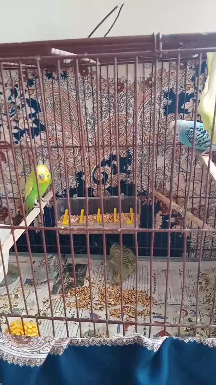 جفت مرغ عشق|پرنده|اردبیل, |دیوار