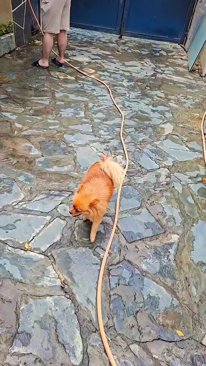 سگ ماده|حیوانات|قم, پردیسان|دیوار