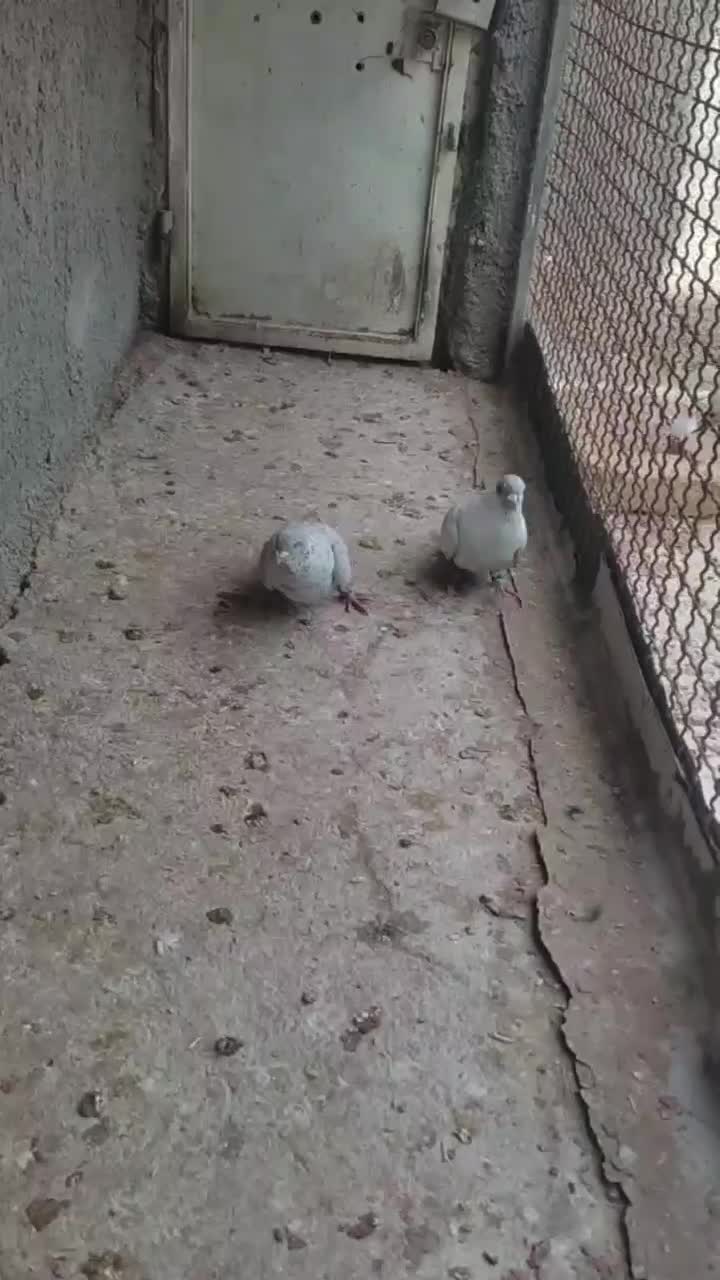 نقره ای|پرنده|اسفراین, |دیوار