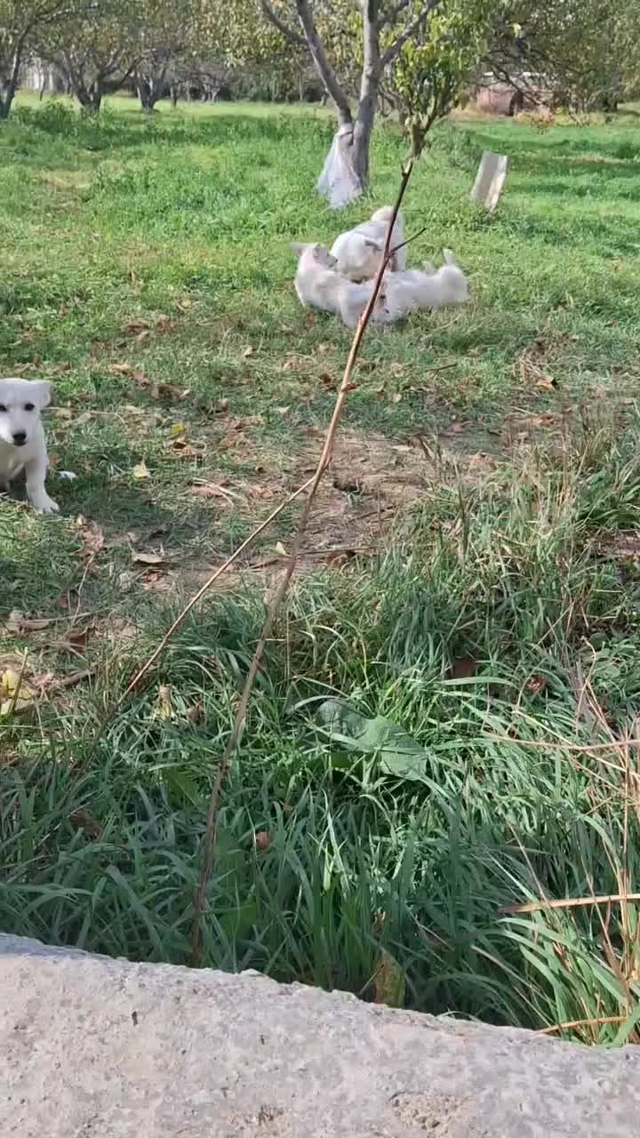 سگ پا کوتاه|سگ|اهر, |دیوار