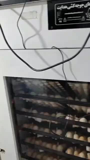 دستگاه جوجه کشی هدایت|لوازم جانبی حیوانات|بندر امام خمینی, |دیوار