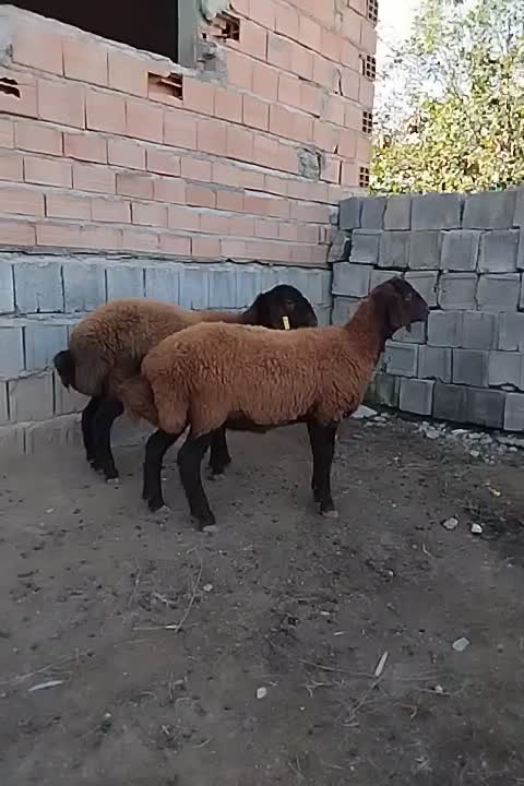 دو.  رس توقلی ماده|حیوانات مزرعه|سیمین شهر, |دیوار