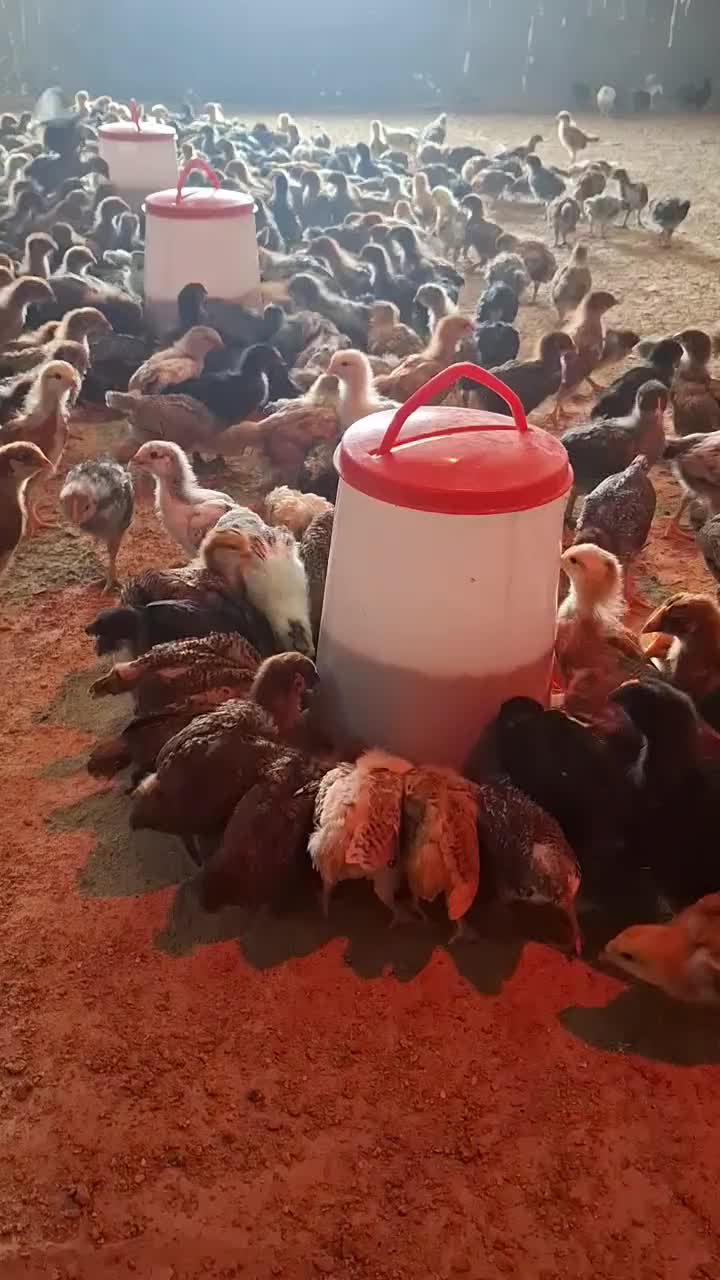 جوجه خروس محلی یک ماهه واکسن خورده|حیوانات مزرعه|سیرجان, |دیوار