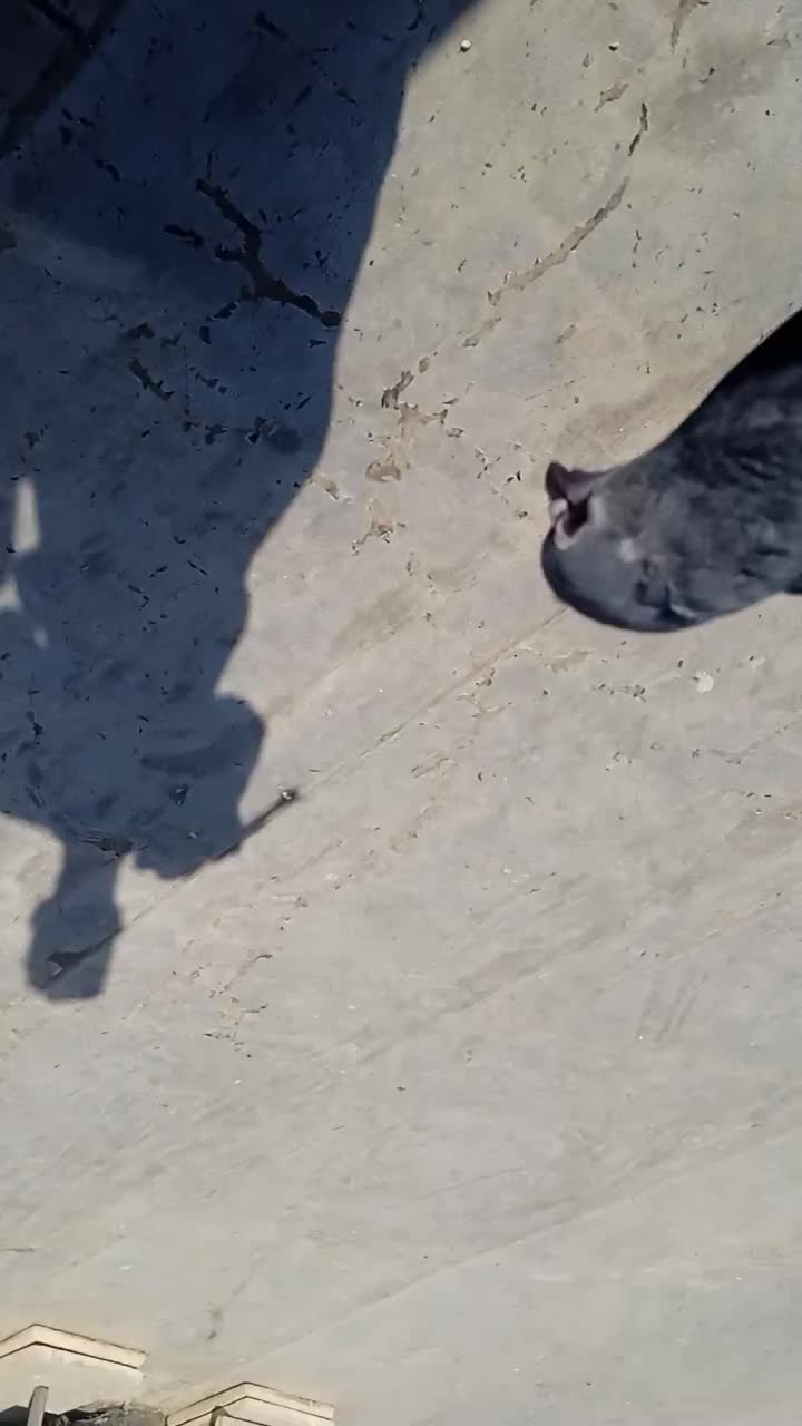 نر دمگیر خرقه|پرنده|شاهینشهر, گزبرخوار|دیوار