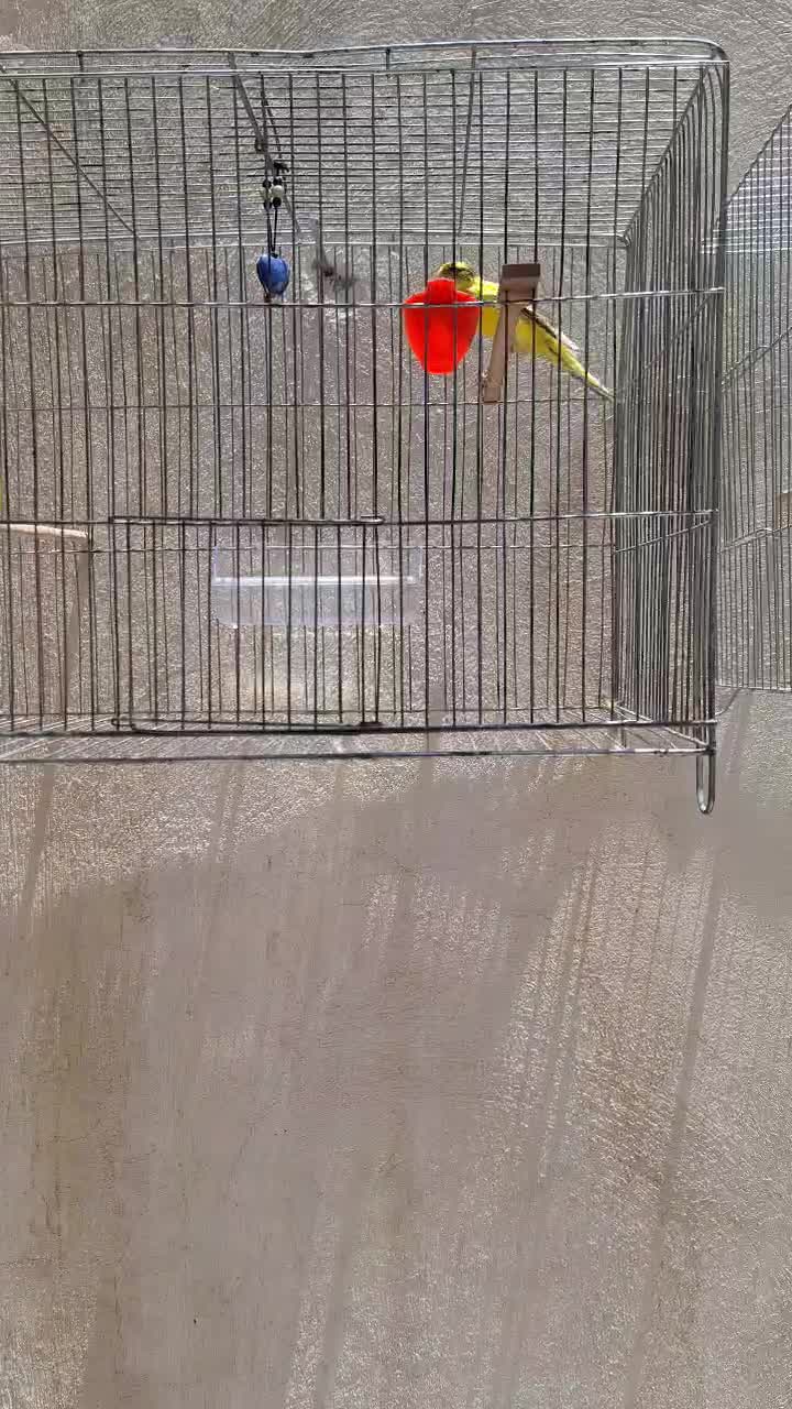 معاوضه قناری با سهره|پرنده|ملایر, |دیوار