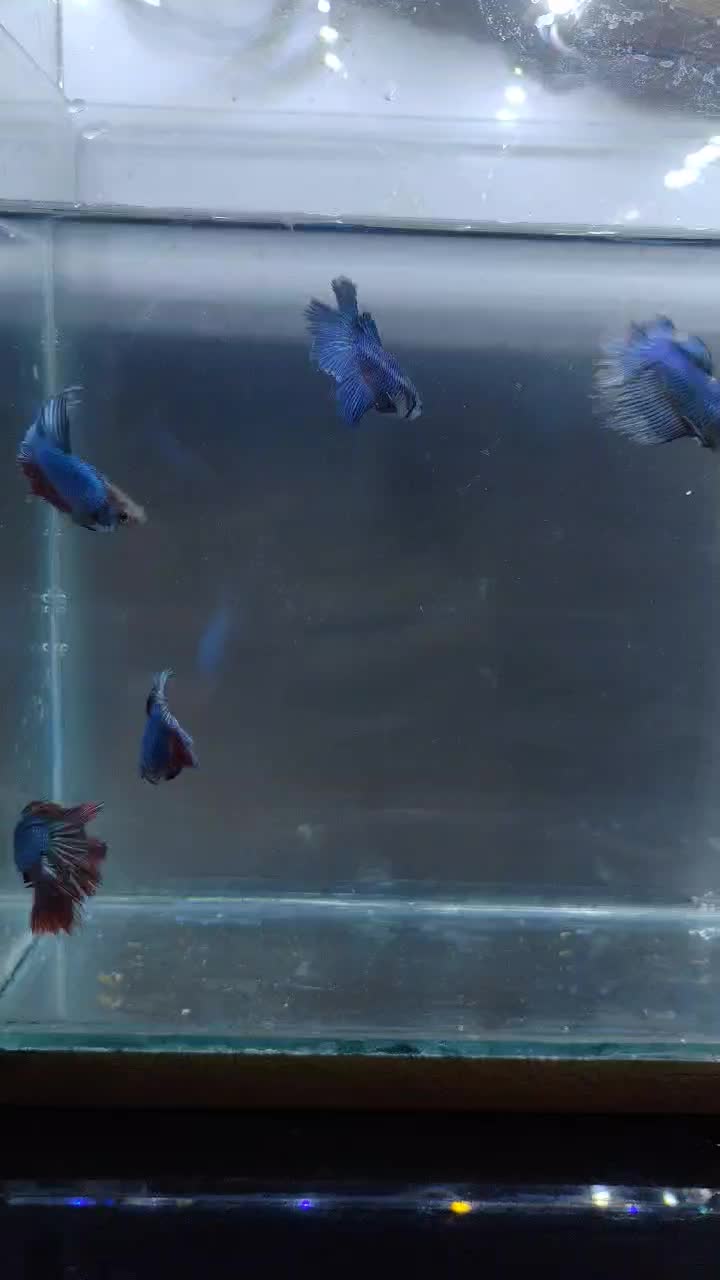 فروش پک های 5 عددی فایتر ماده|ماهی|شیراز, شهرک بهار|دیوار