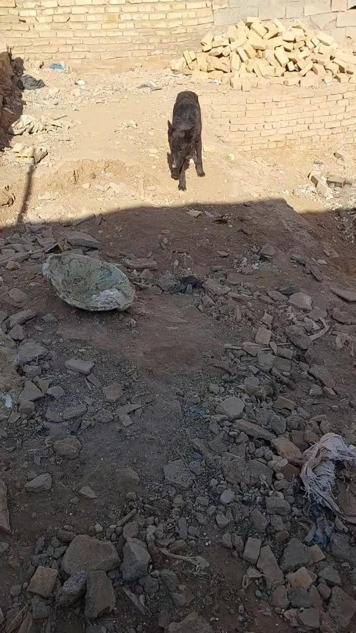 ژرمن بلک نر.|سگ|قزوین, |دیوار