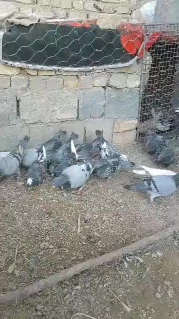 کفتر پلاکی|پرنده|مرودشت, نقش رستم|دیوار