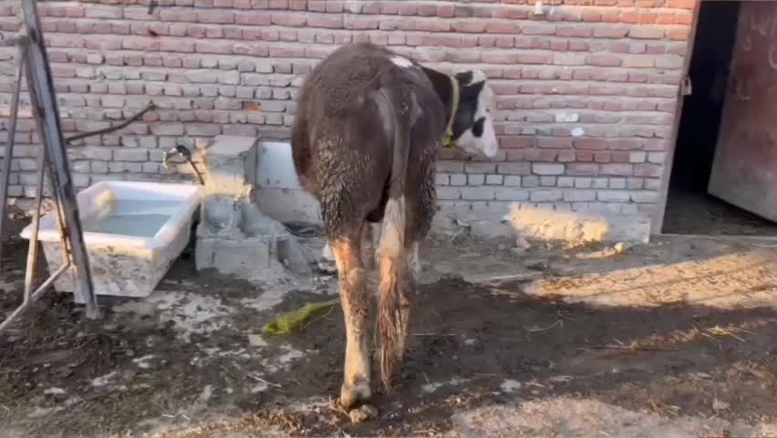 گوساله نر|حیوانات مزرعه|نوشین شهر, |دیوار