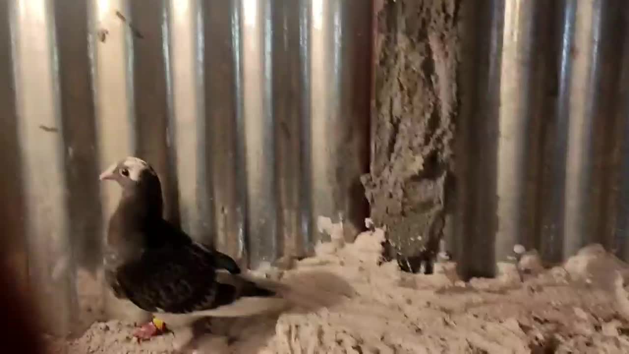 با سلام کبوتر قره کوهی به فروش میرسد|پرنده|فسا, |دیوار