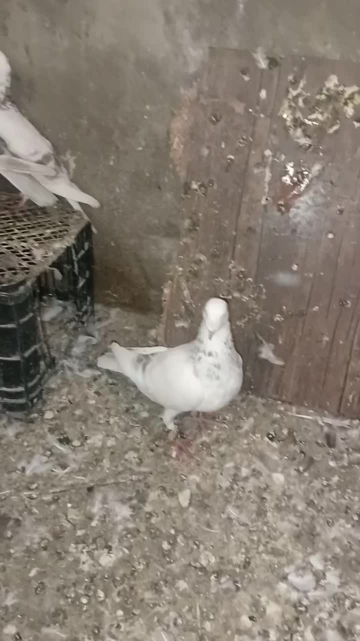 کبوتر|پرنده|گنبد کاووس, |دیوار