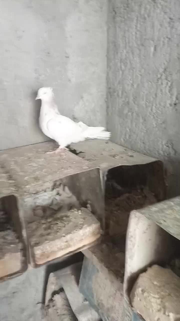 سرور|پرنده|اردکان, |دیوار
