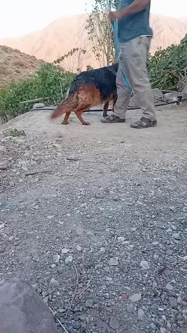 ژرمن شولاین|سگ|دهبکری, |دیوار