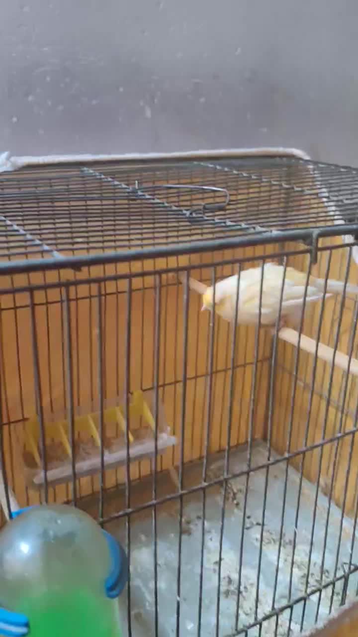 قناری زردزیبا|پرنده|خمینیشهر, |دیوار