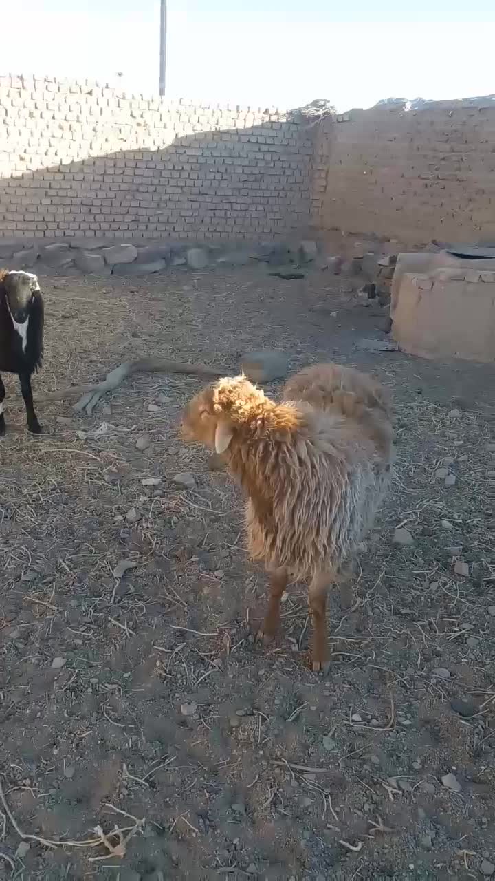 بره قوچی|حیوانات مزرعه|گزیک, |دیوار