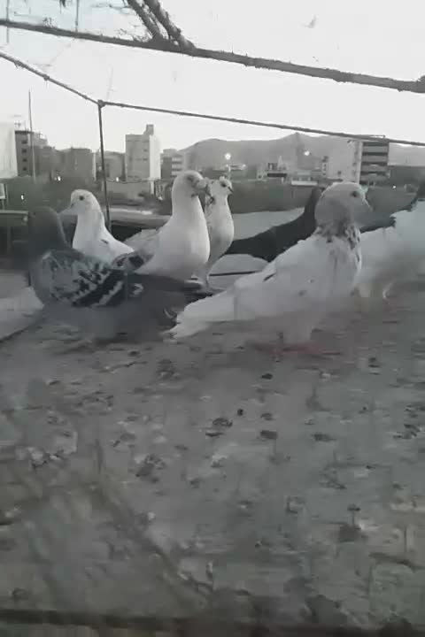کفتر صید بوم بلند|پرنده|مشهد, کوشش|دیوار