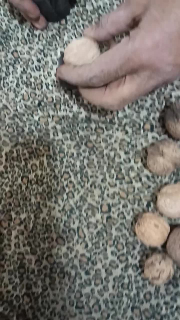 گردوی امسال چرب خوشمزه|خوردنی و آشامیدنی|سبزوار, قلعه‌نو دهزار|دیوار