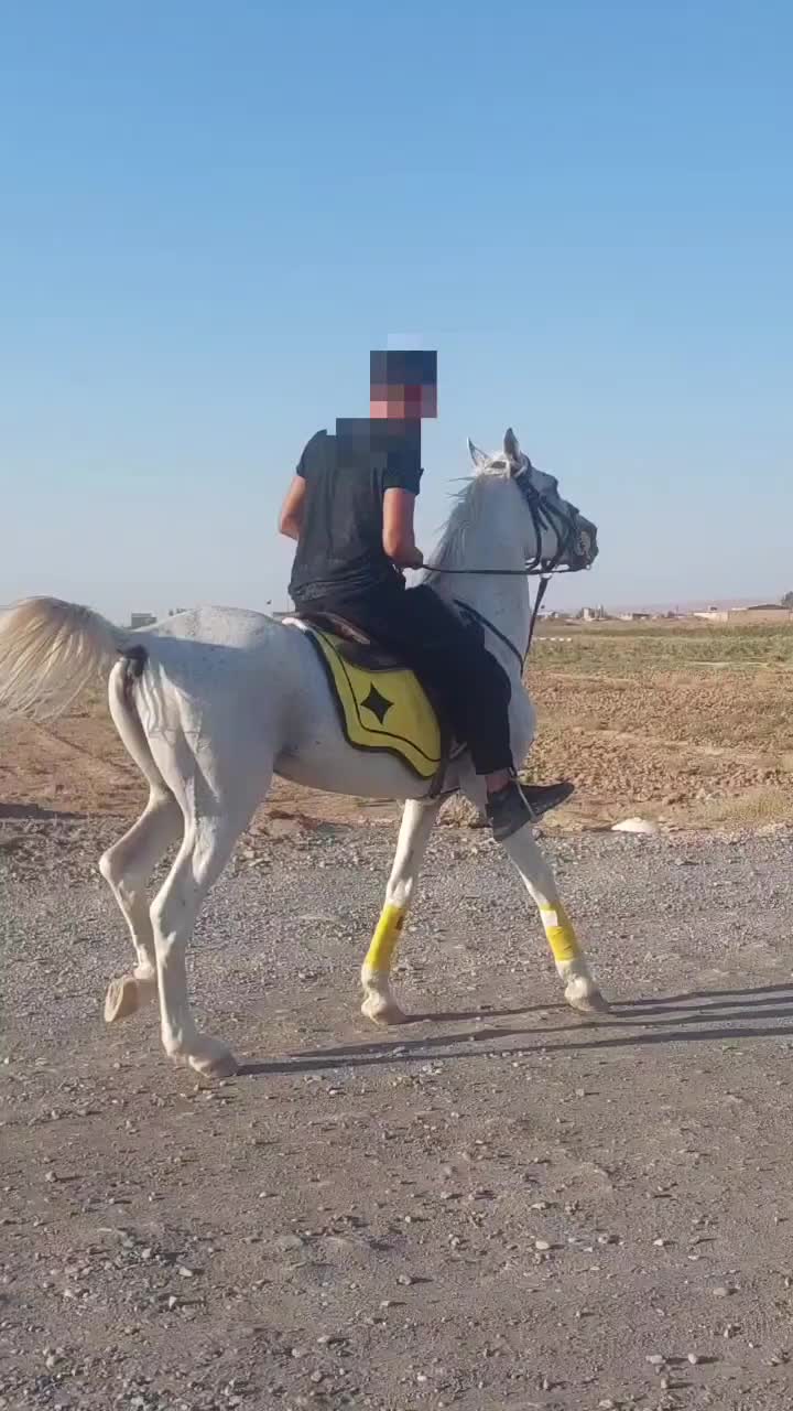 اسب نریان کرد سواری دار|اسب و تجهیزات اسب‌سواری|رشت, آزادگان|دیوار