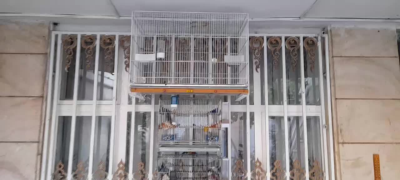 قفس فوق بزرگ پرنده عروس مینا طوطی فنچ کفتر|لوازم جانبی حیوانات|مشهد, شهید بهشتی|دیوار
