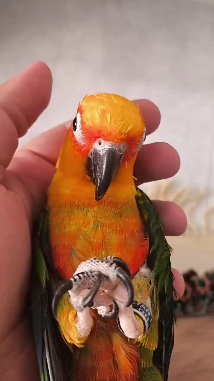 طوطی خورشیدی  سان کانوز|پرنده|قم, زینبیه|دیوار