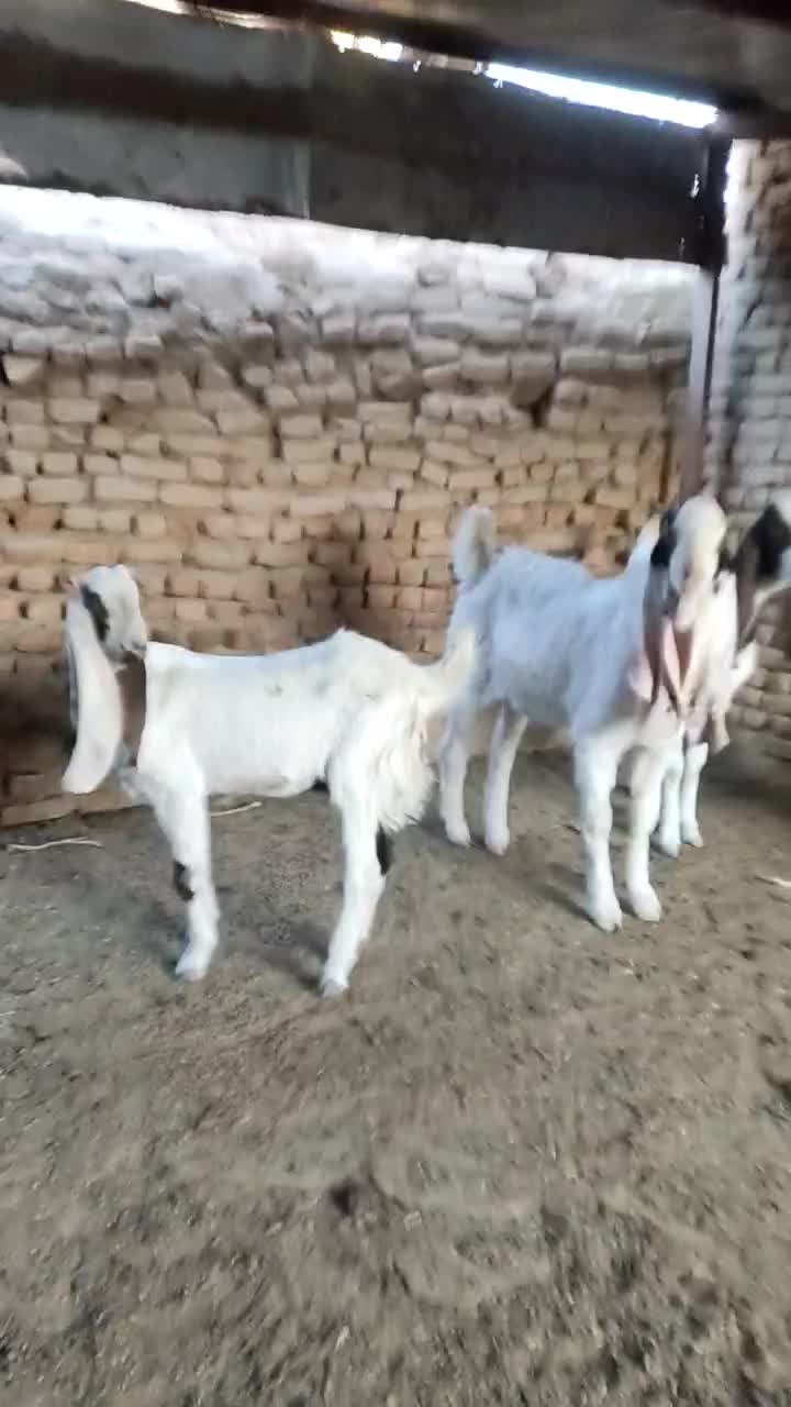 بزغاله گلابی پتیری|حیوانات مزرعه|فریمان, |دیوار