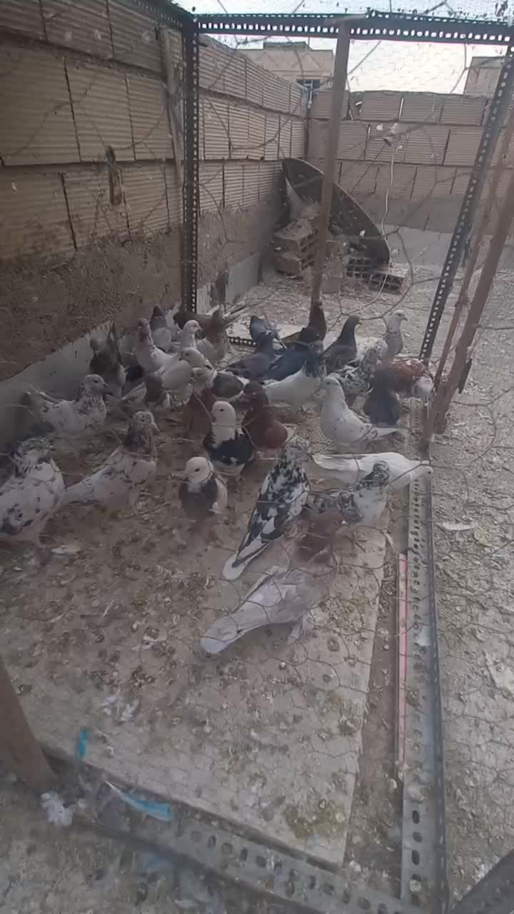 کفتر|پرنده|چهاردانگه (تهران), |دیوار