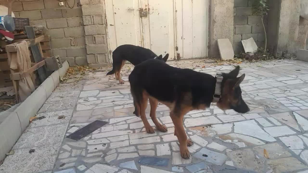 سگ ژرمن بلک و شپرد. واگذاری|سگ|کرج, فاز ۳ گوهردشت|دیوار