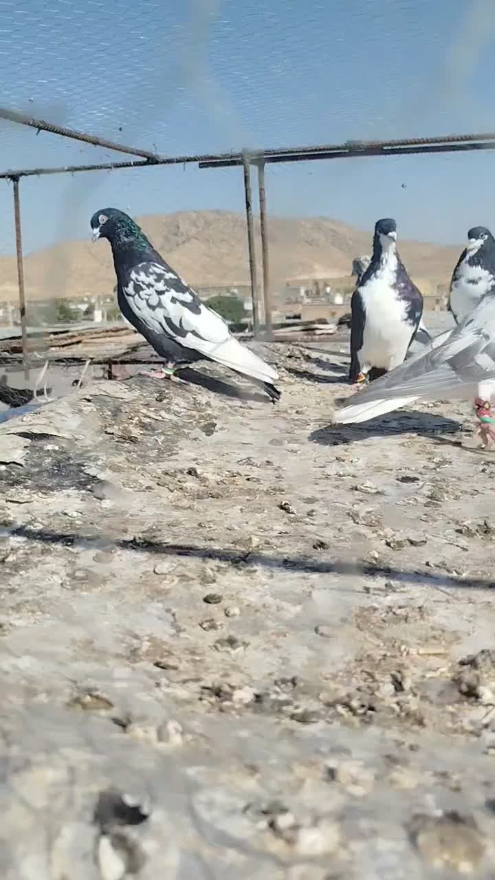 کفتر|پرنده|شیراز, سعدیه شمالی|دیوار