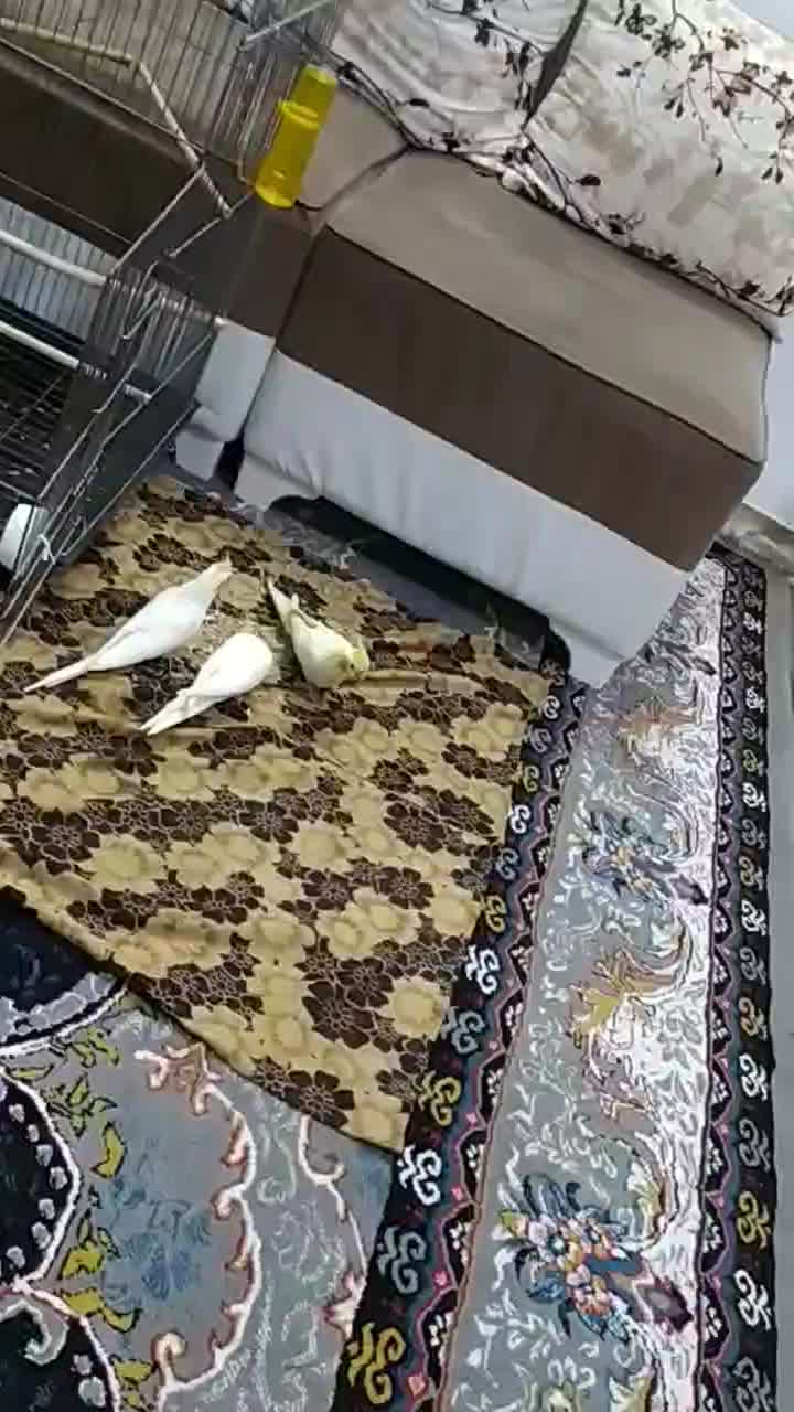 طوطی عروس هلندی لوتینو خوشگل|پرنده|قزوین, |دیوار