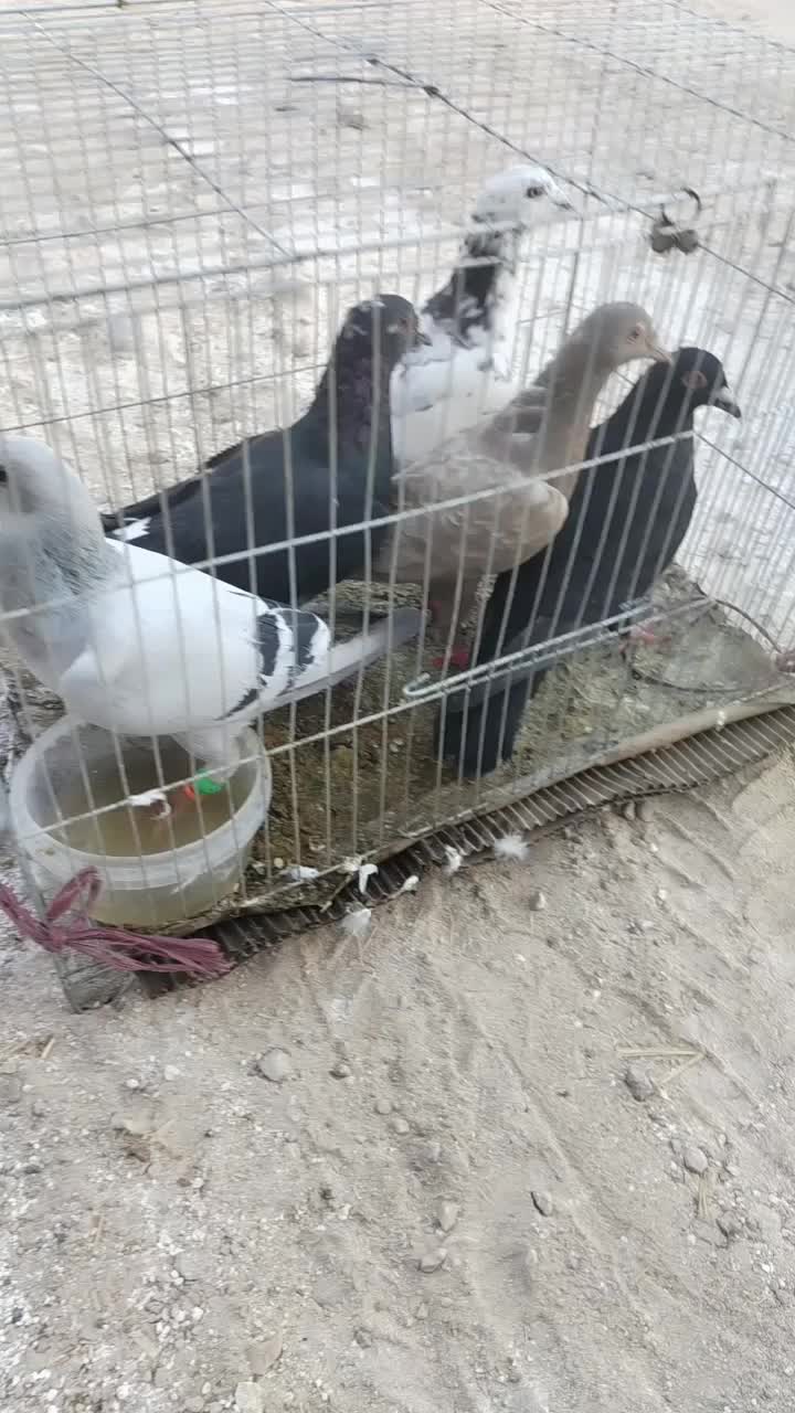 کبوتر|پرنده|طسوج, |دیوار