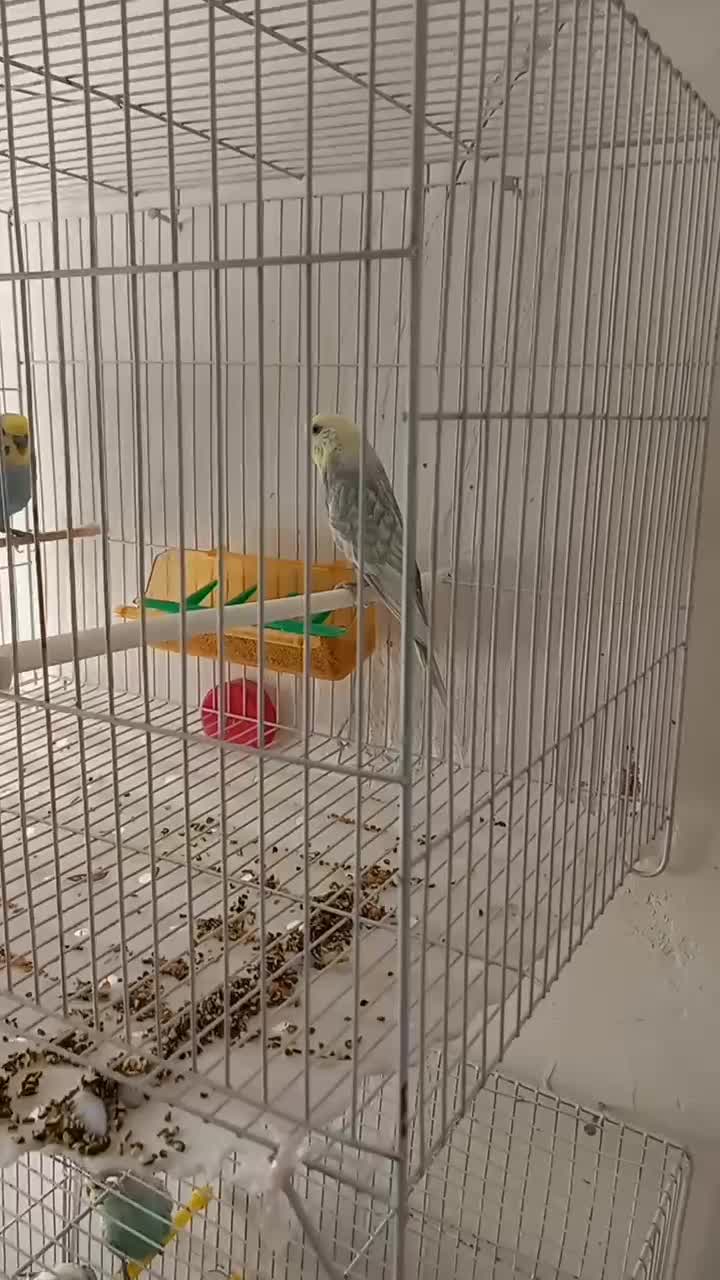 مرغ عشق رینبو ضمانت تخم و جوجه|پرنده|قائن, |دیوار