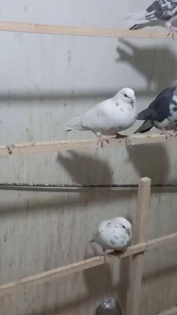 کبوتر|پرنده|کرج, ساسانی (قلمستان)|دیوار