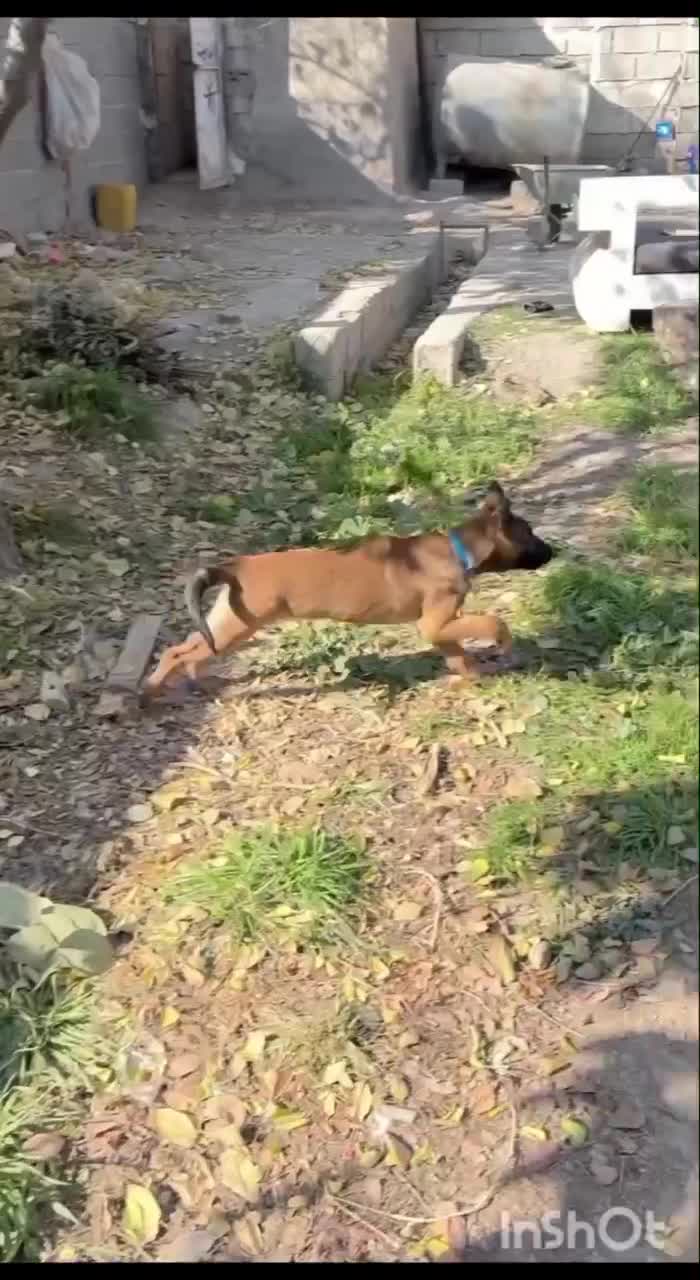 توله نر سه ماه بلژین مالینویز|سگ|قدس, شهر‌قدس|دیوار