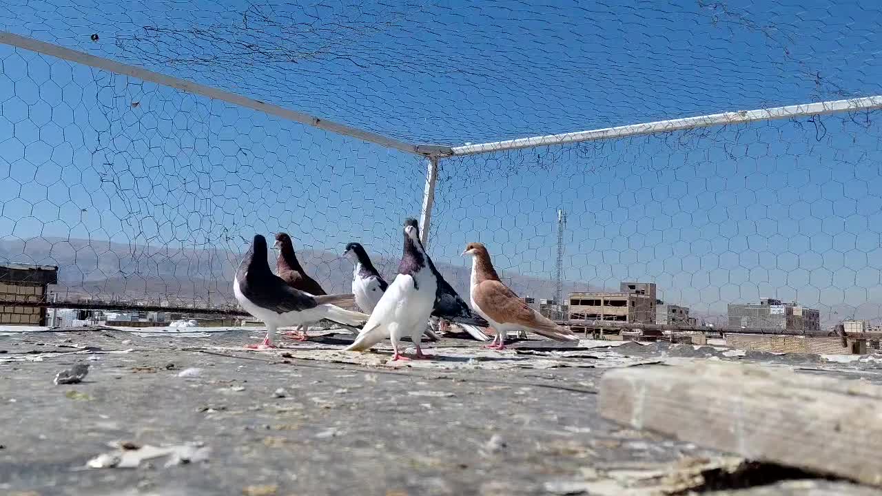 کفتر|پرنده|شیراز, کوشک میدان|دیوار