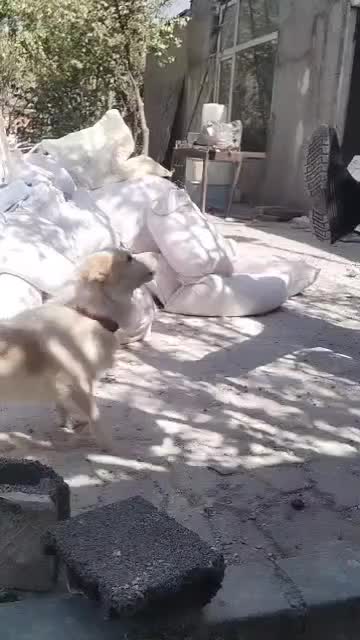 واگذاری پاپی نگهبان|سگ|رباطکریم, انجم آباد|دیوار