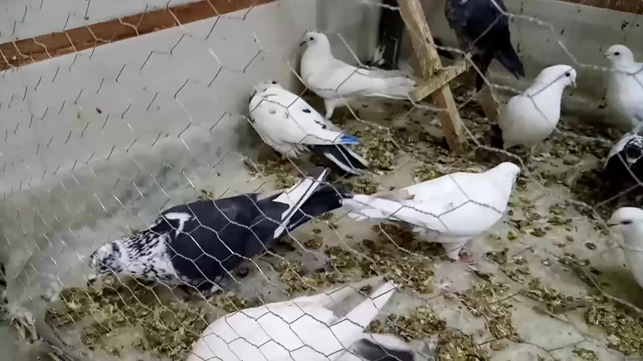 کفترپرشی|پرنده|الیگودرز, |دیوار