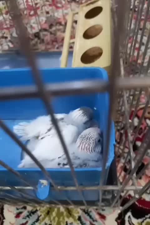 مرغ عشق مولد|پرنده|ملارد, |دیوار