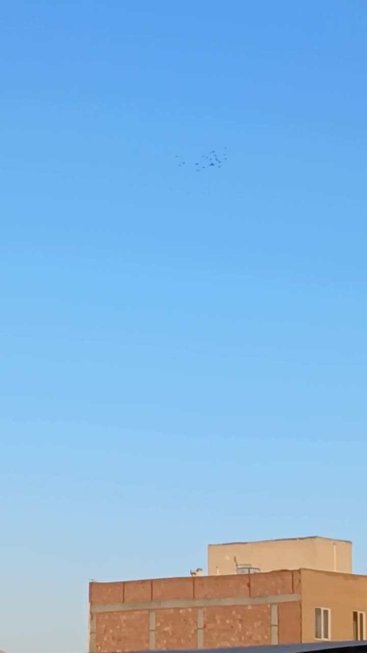 کفتر|پرنده|کرمان, |دیوار