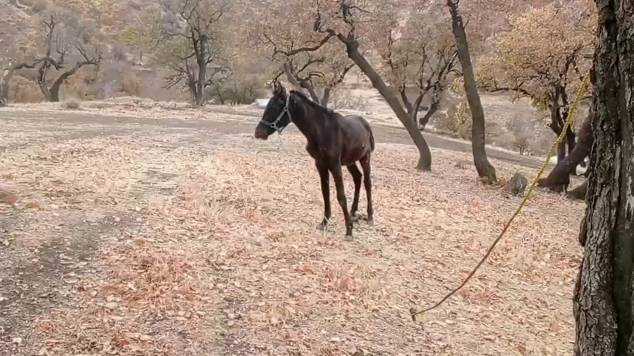 اسب ۱۱ماه بدونه مشکل|اسب و تجهیزات اسب‌سواری|مریوان, |دیوار